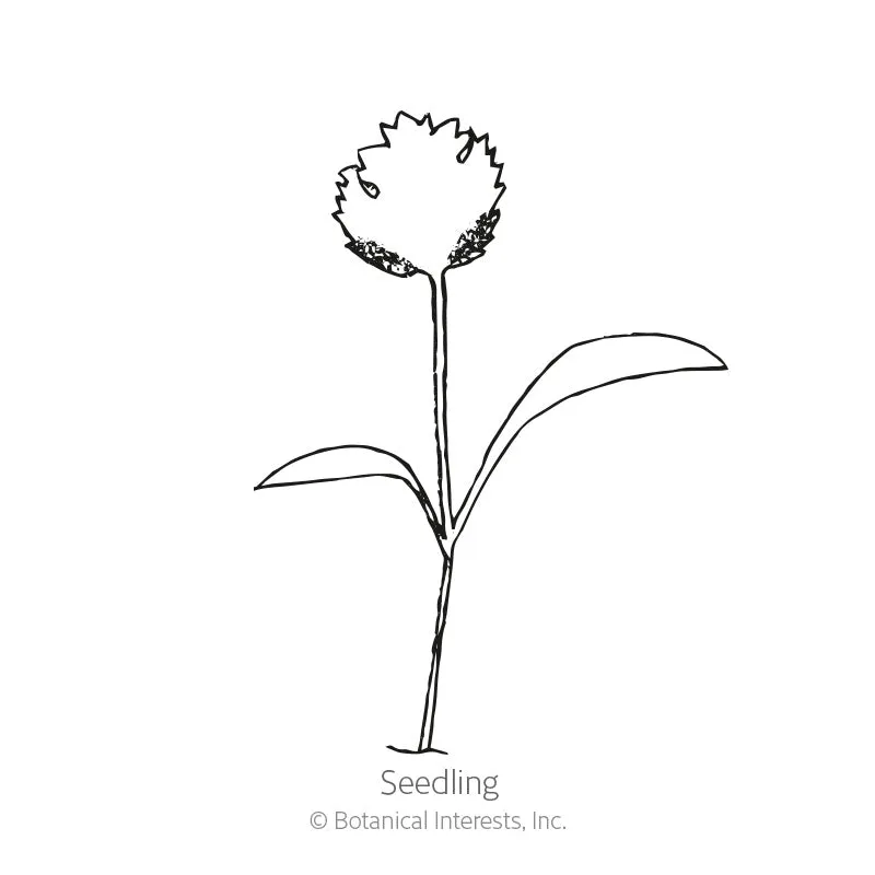 Turga Parsnip Seeds
